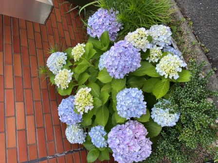 支所の紫陽花