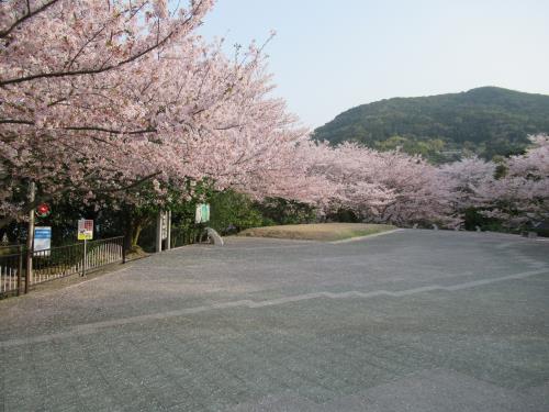 2018桜7