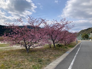 河津桜２月１７日