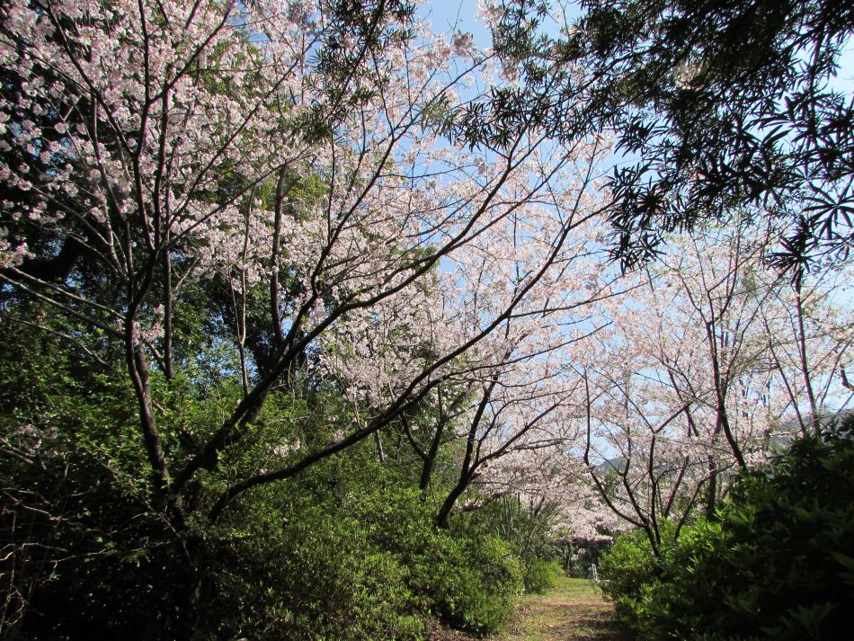 神社の桜