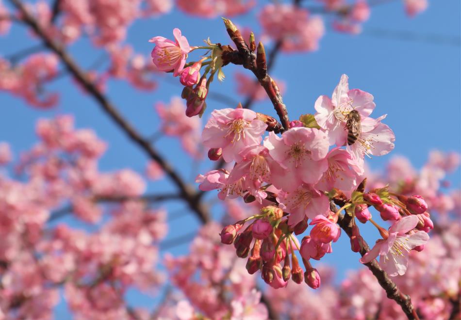 H31河津桜