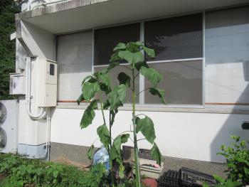 ひまわり