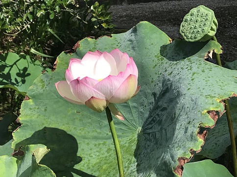 蓮が完成