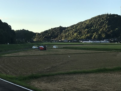 お盆の稲刈り