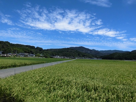 稲刈り直前