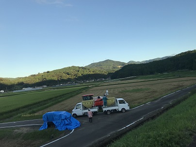 お盆の稲刈り　２