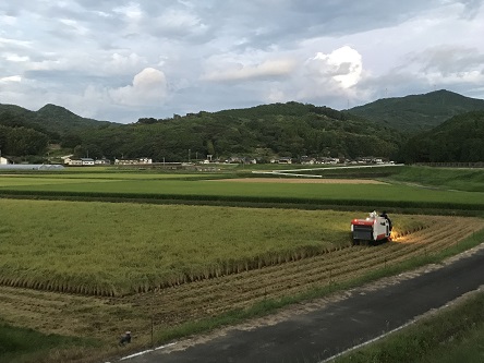 夕方稲刈り②