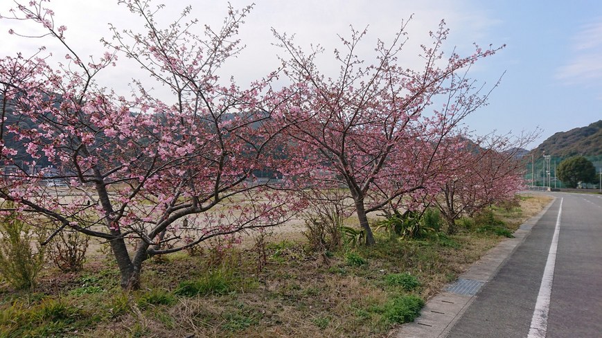 河津桜