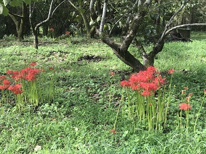 平の彼岸