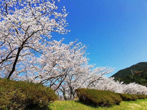 ④桜