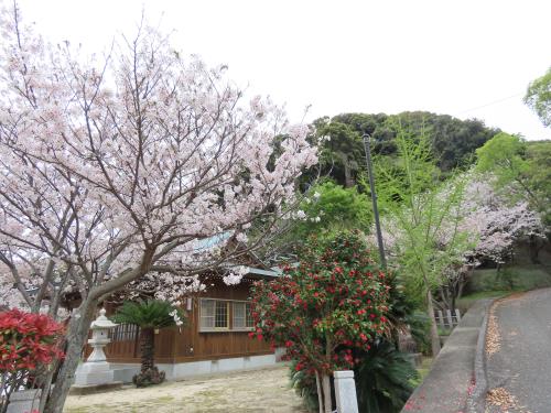神社の桜と椿