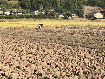 芋と作業