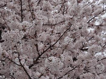 満開の桜