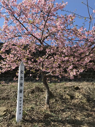 看板と桜