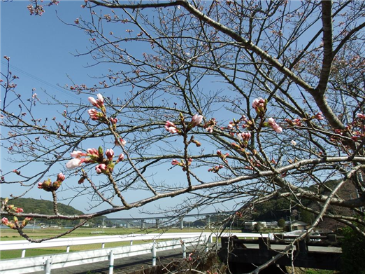 桜3