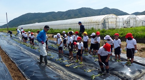 4植え付け開始