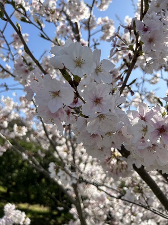 桜令和5年　２