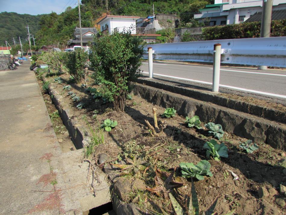 花いっぱい運動