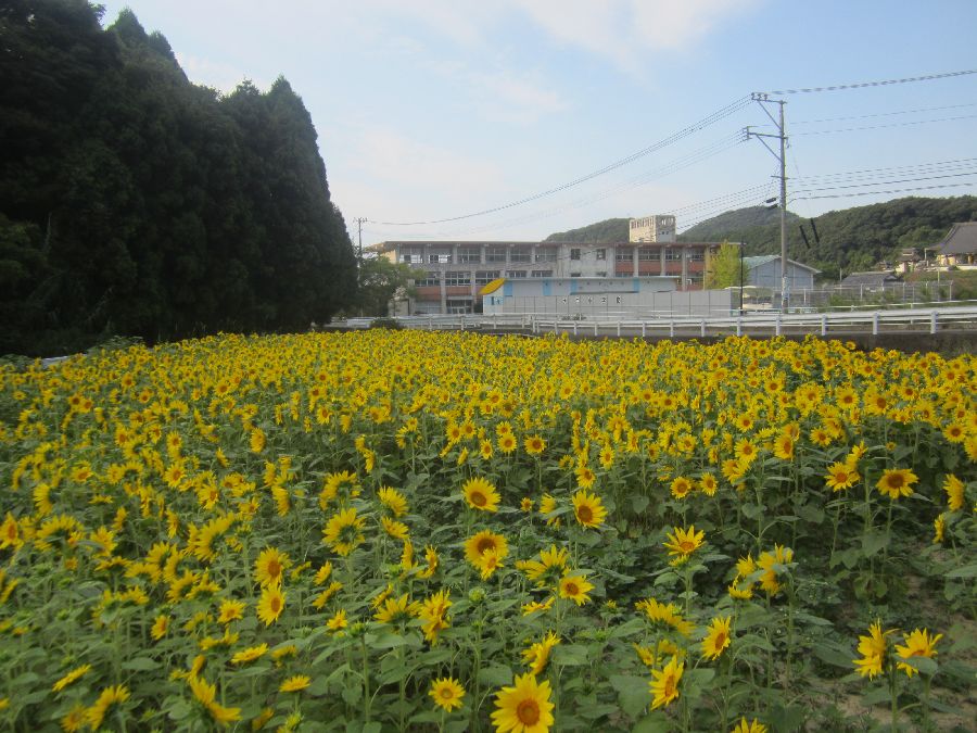 ひまわり