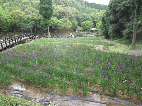 ５月28日の花菖蒲園（５分咲き）