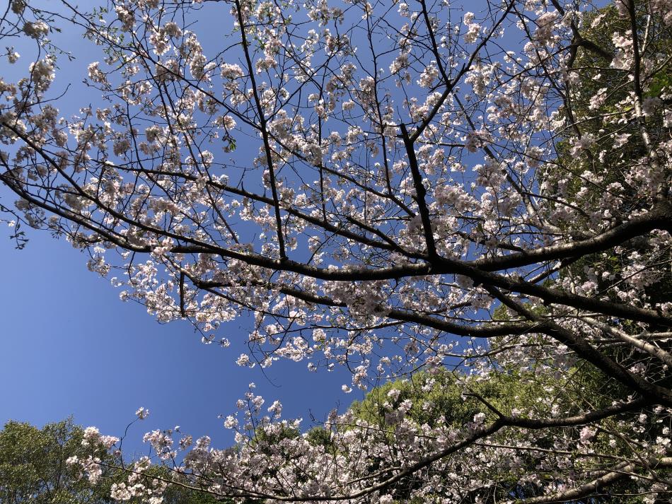 桜⑦