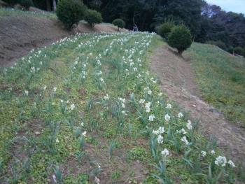 水仙公園の草取り作業