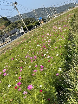 ひだまりの花畑20211104①（回転90）