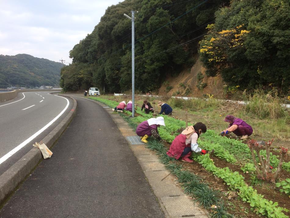 菜の花花壇