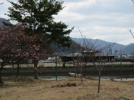 さくら公園