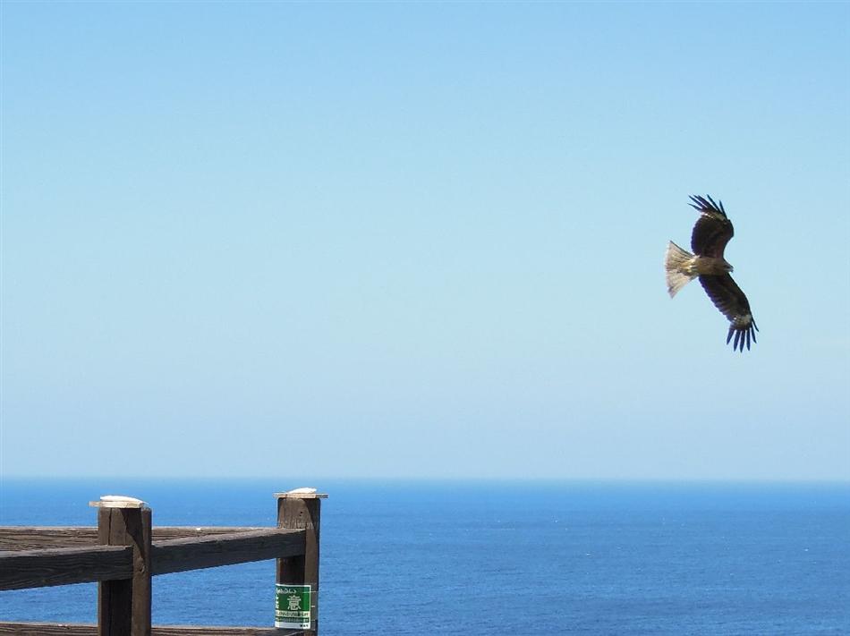 鳶06