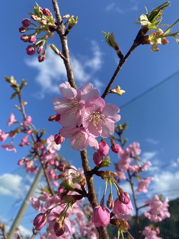 河津桜②