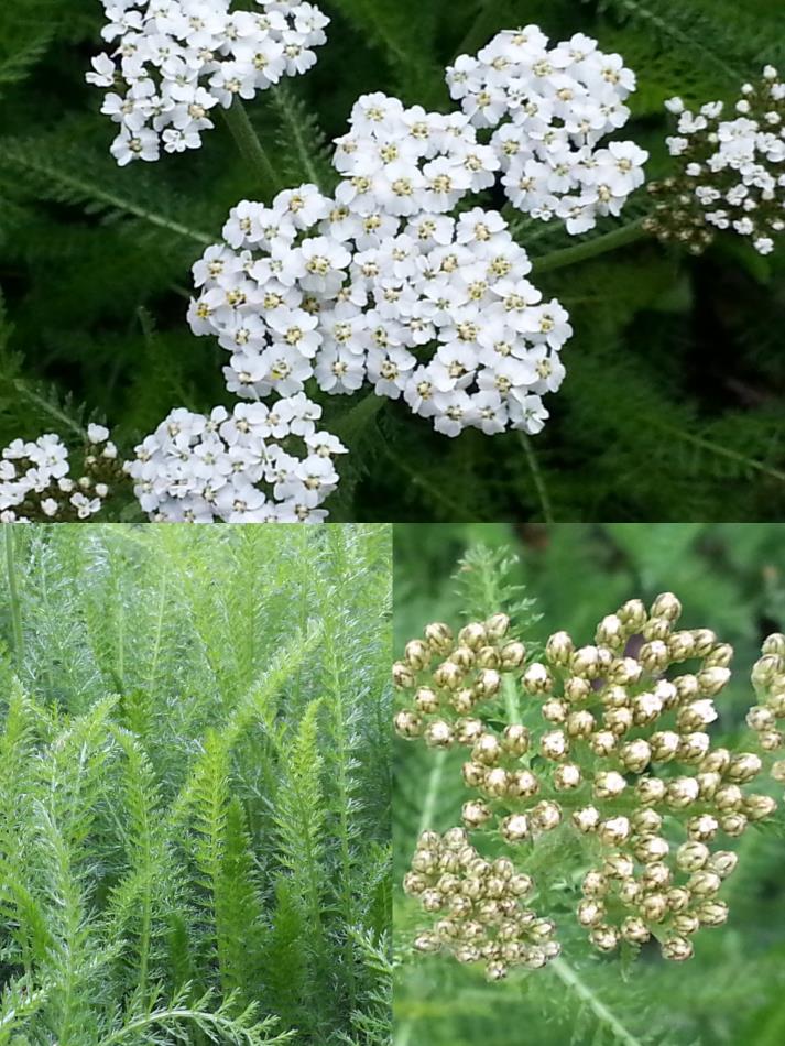 ヤロウ 西洋ノコギリソウ 商品紹介 レシピ集 Naturalherb 香草園 ナチュラルハーブ香草園