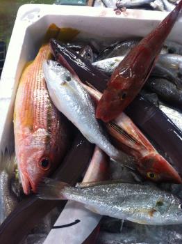 松下かまぼこ店の魚