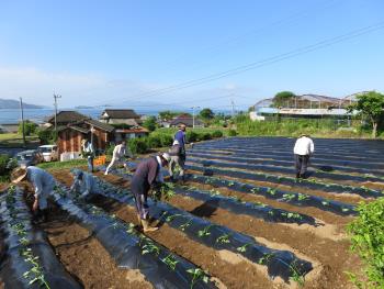 から芋苗植え付け②