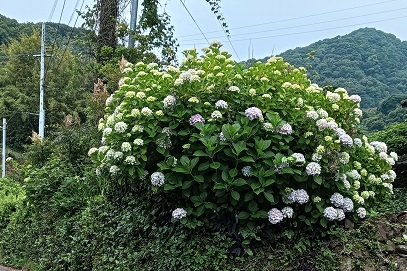 R7紫陽花