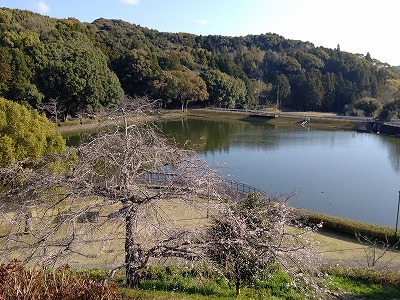 DSC_c0437