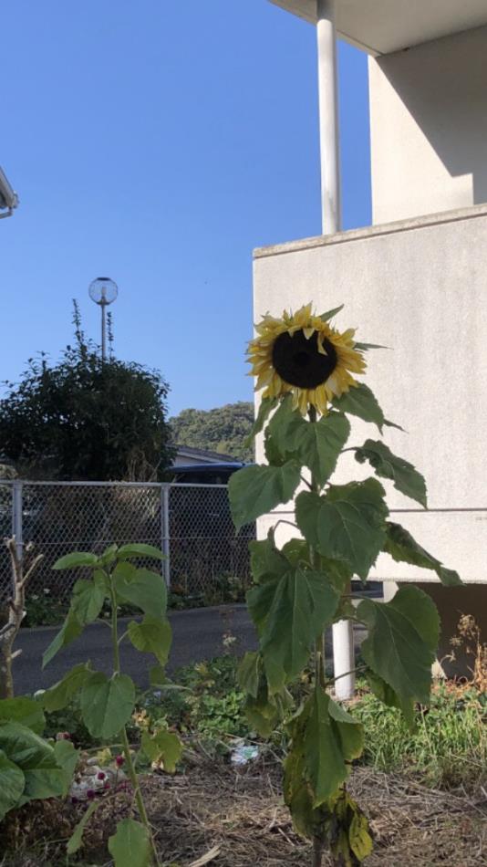 ひまわり
