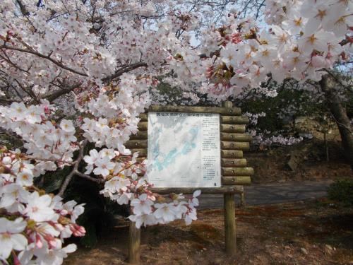 2018桜3