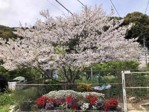 コミセン周辺の桜🌸