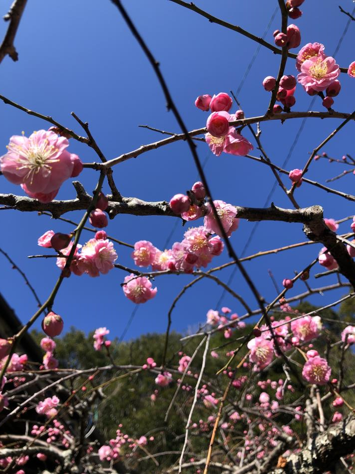 しだれ桜