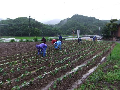 Ｈ２３さつまいも苗植え（長続）