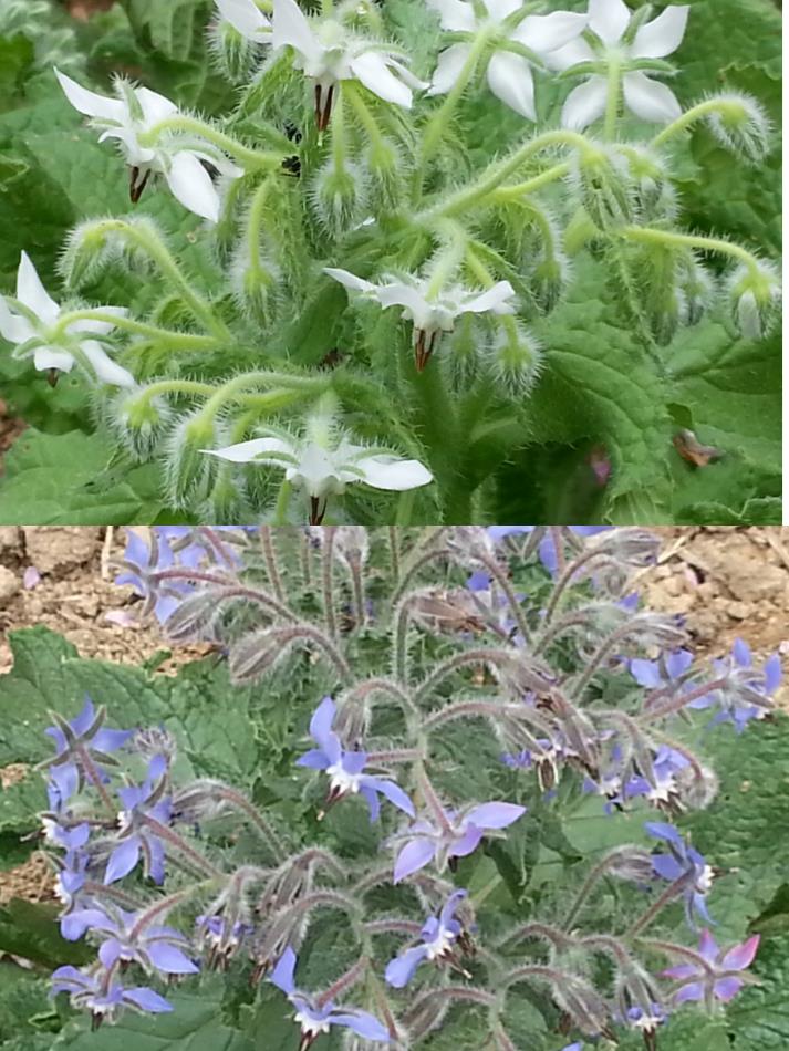 ボリジ ルリヂシャ 商品紹介 レシピ集 Naturalherb 香草園 ナチュラルハーブ香草園