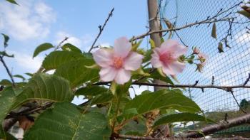 秋の桜