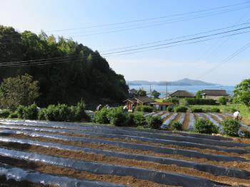 から芋苗植え付け①