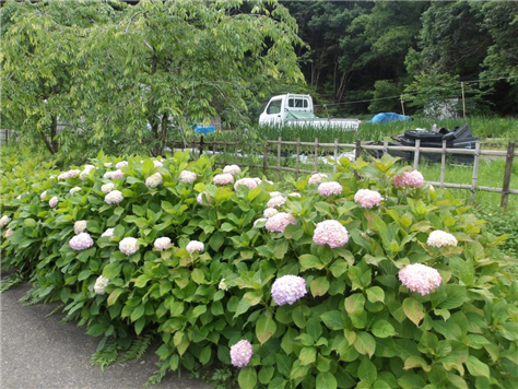 アジサイ開花状況