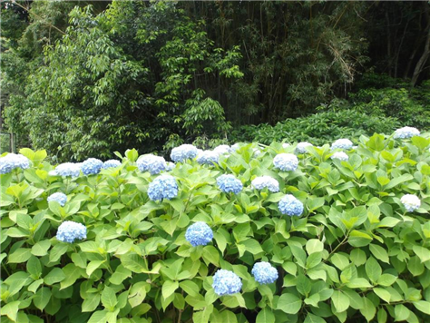 アジサイ開花状況