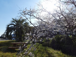 桜