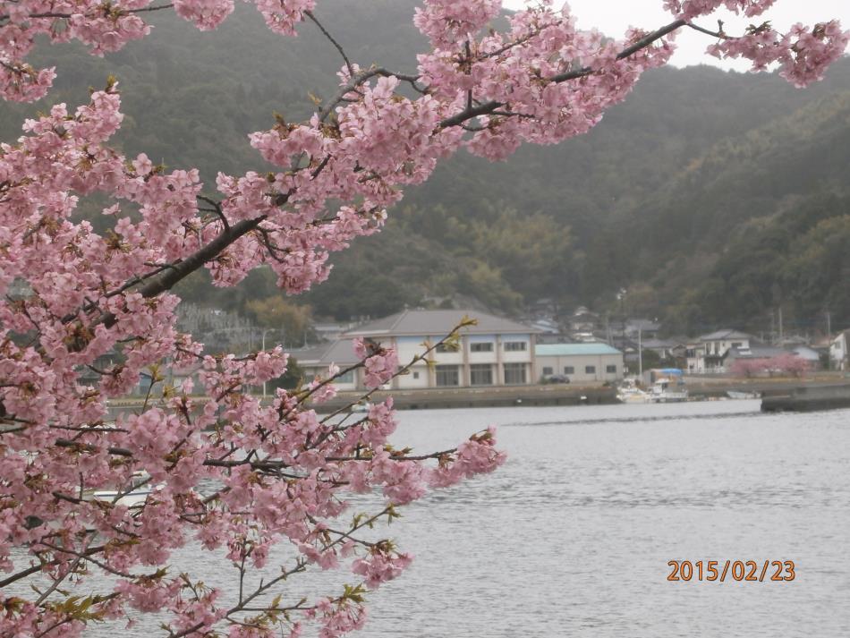 河津桜