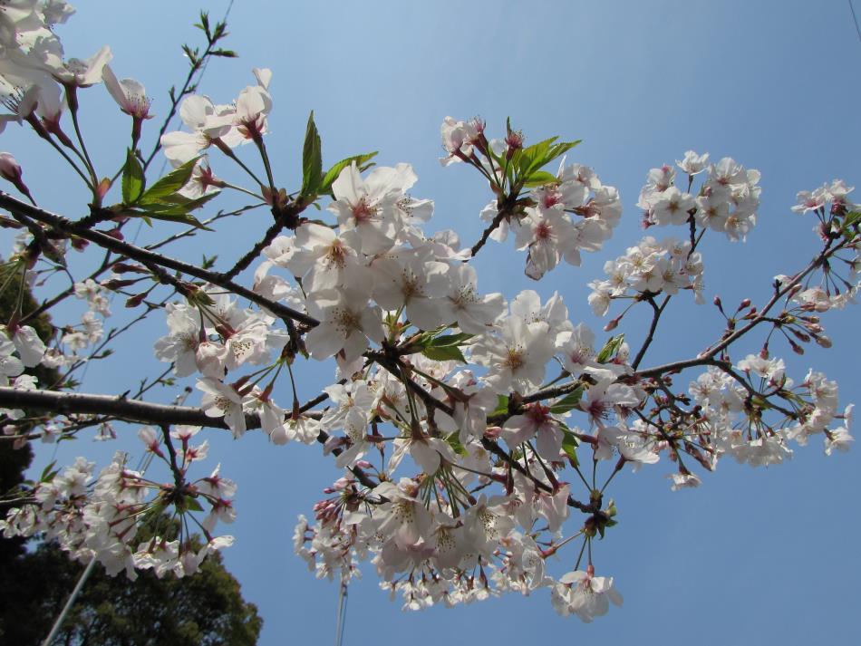 桜