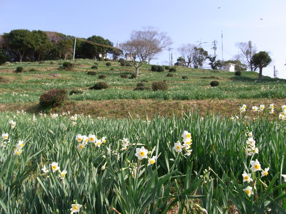 牛深水仙公園